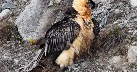 Artvin'de 'Sakallı Akbaba' yeniden doğaya salındı