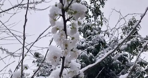Düzce Kaynaşlı’da erken çiçek açan erik ağacına beyaz örtü!