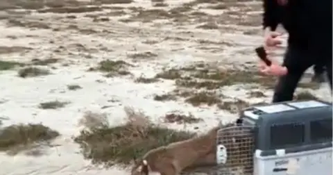 Aydın'da ağır yaralı bulunmuştu... İzmir'den sağlıklı şekilde doğaya salındı