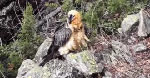 Artvin'de yaralı sakallı akbaba yeniden doğaya döndü