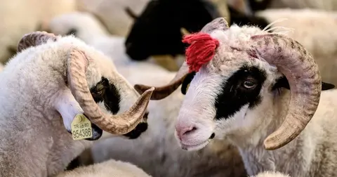 Edirne’de kurbanlık fiyat tarifesi belirlendi