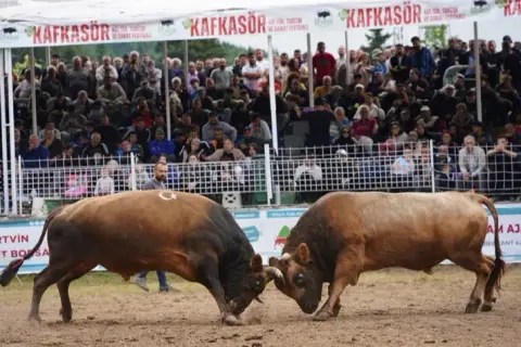 Kafkasör'de şampiyon boğalar belli oldu