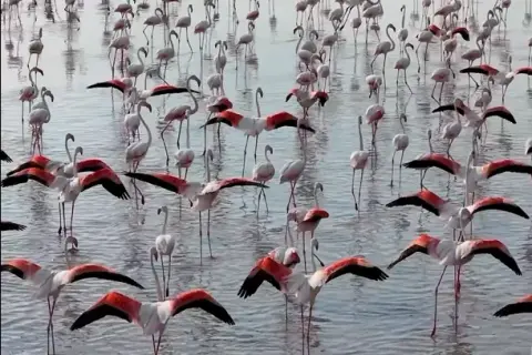 Tuz Gölü'nde flamingo sevinci