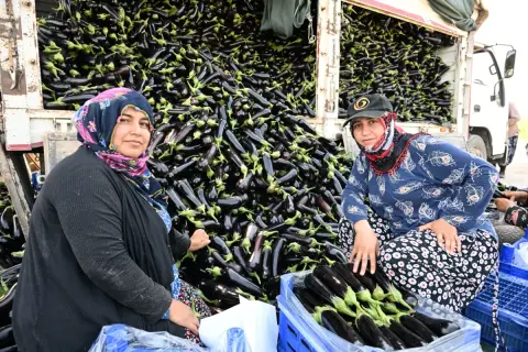 Selde mahvoldan çiftçi, hibe fidelerle gülüştü