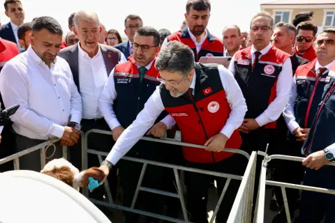 Büyükbaş hayvanlara dijital kimlik: GEKİS başladı