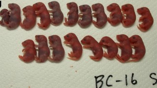 Uzayda 5 yıl saklanan fare spermlerinden ‘uzay yavruları’ üretildi