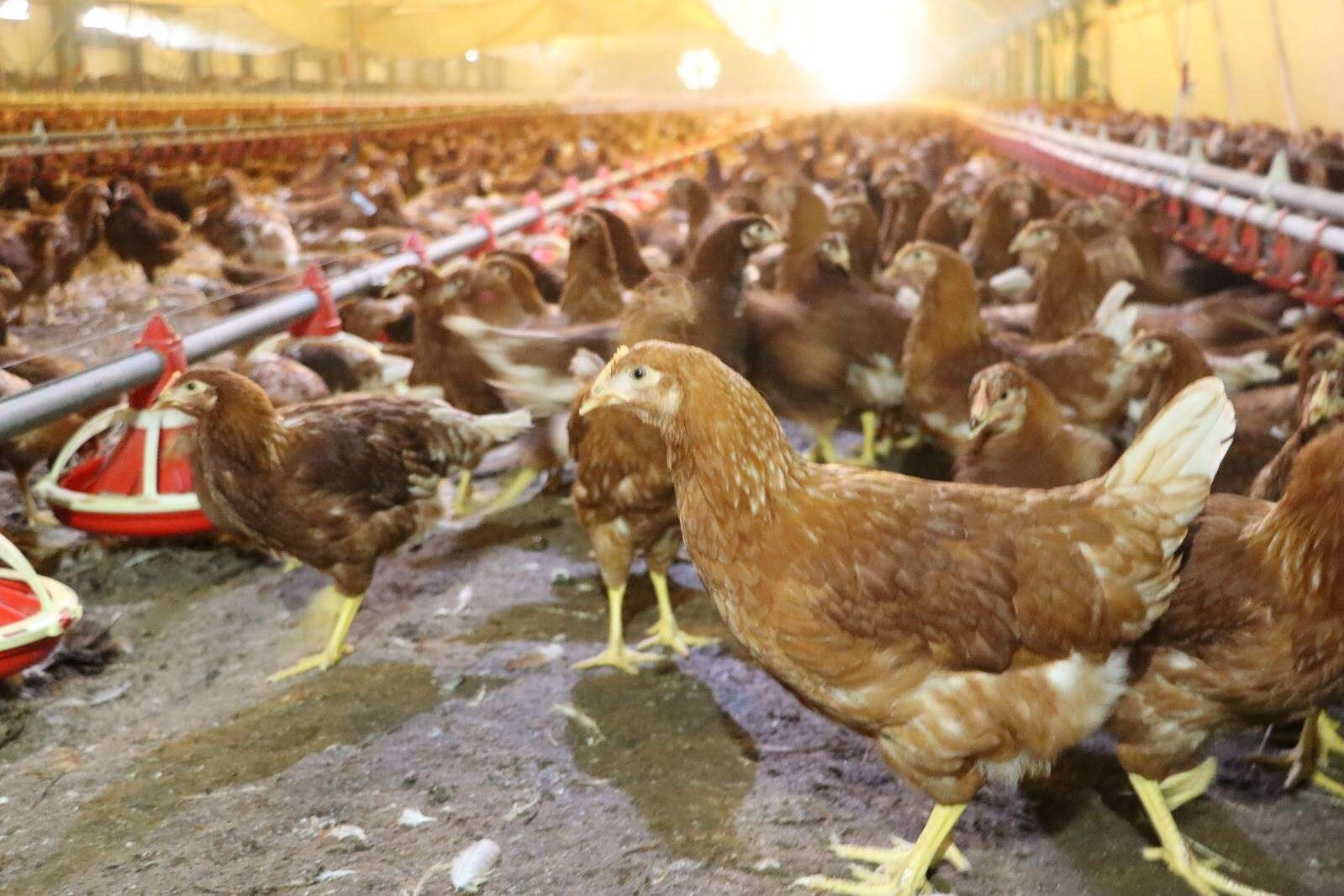 Kümes hayvancılığında artış! Yaklaşık 2 milyar adet yumurta üretildi