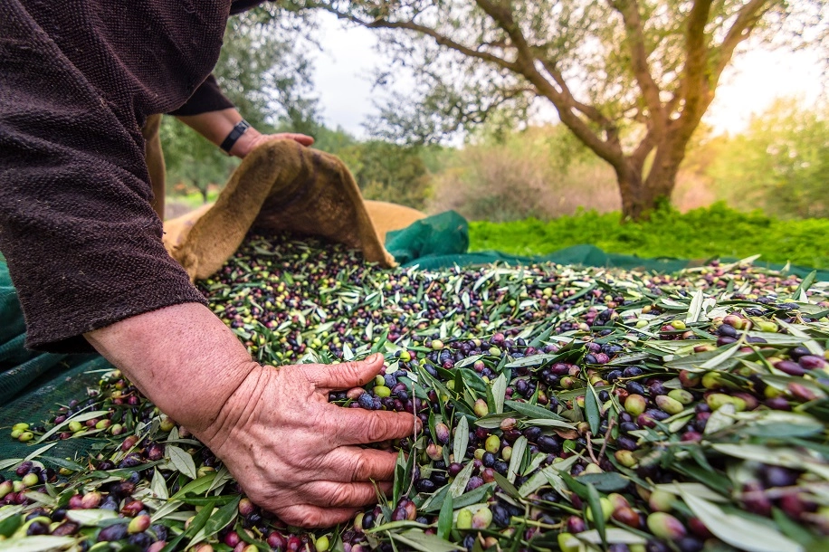 İzmir’de Uluslararası Zeytin Zirvesi... 13 ülkeden uzmanlar buluşuyor