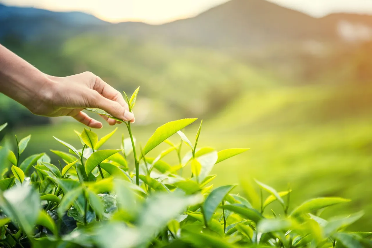 Karadeniz'de yeni sezonun ilk hasadı