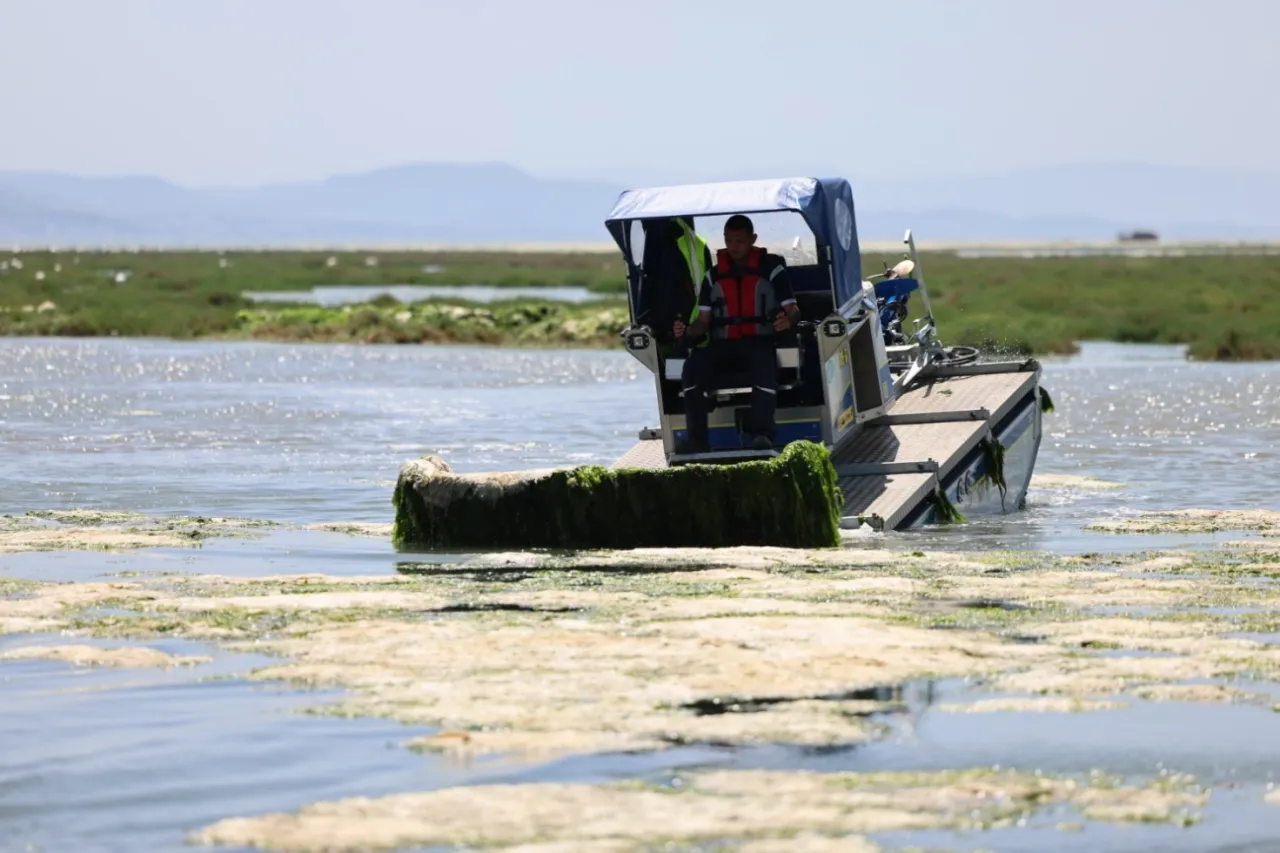 İzmir Büyükşehir’den Körfez’de deniz marulu temizliği