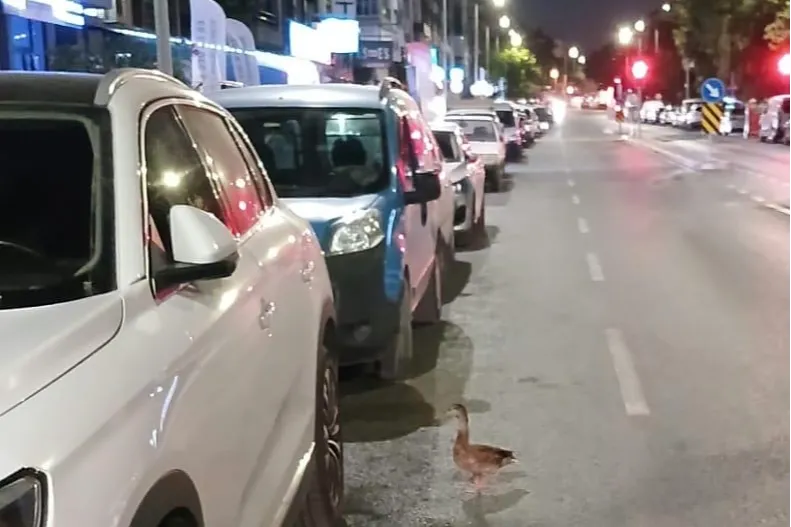 Trafiği durdurup ördeği kurtardılar