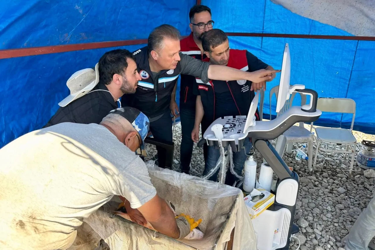 Mersin balıklarında erken cinsiyet tespiti için eğitim