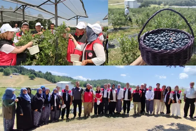 Bursa’da organik maviyemiş üretimi yaygınlaşıyor