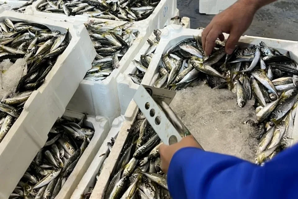 İzmir'de balık denetiminde 241 kg yasak ürün ele geçirildi