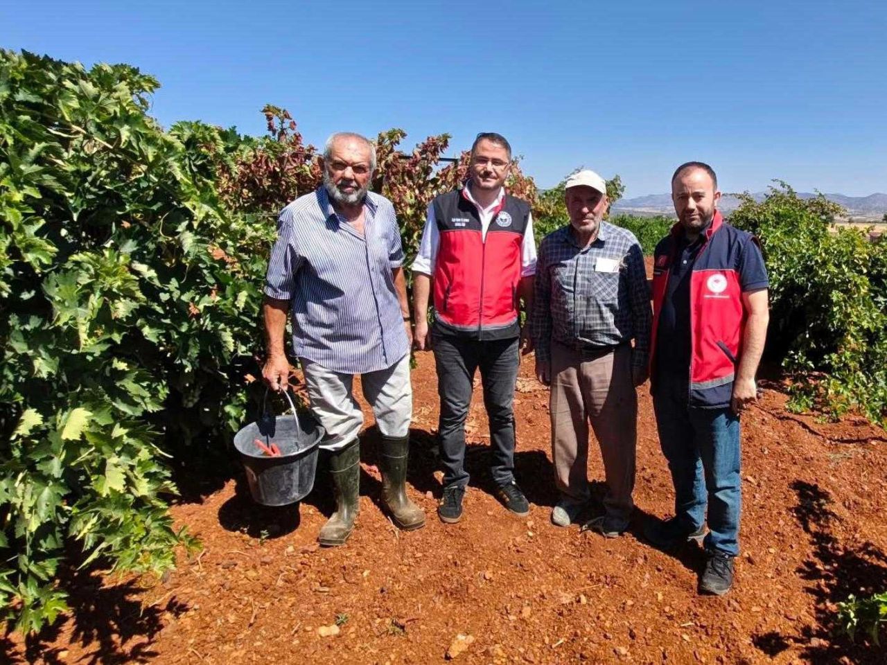 Güneysınır’da üzüm bağlarında inceleme yaptılar