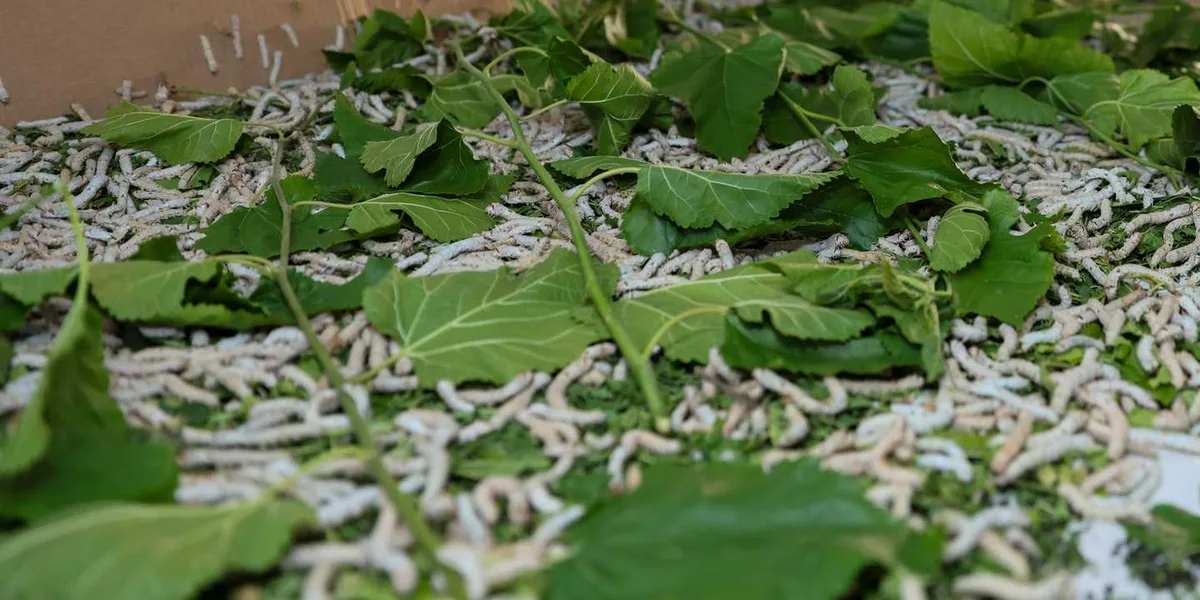 Selçuklu'da ipek böceği projesine ilk hasat