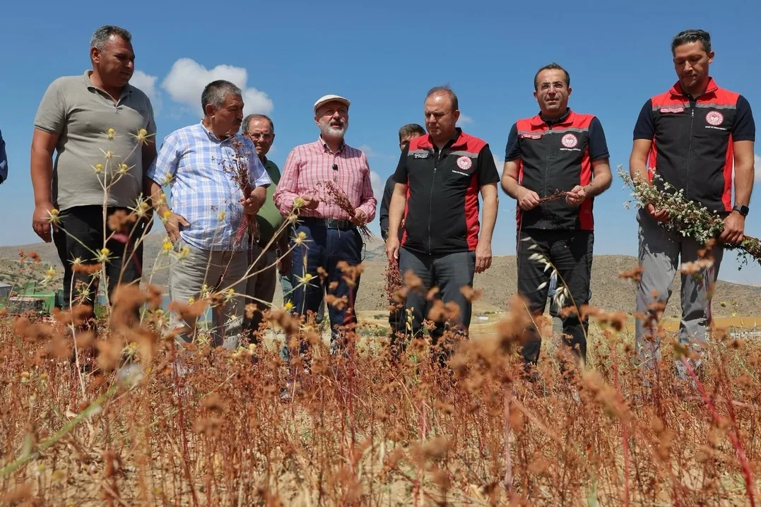 Kocasinan'da ilk karabuğday hasadı: Bal ve glutensiz üretim hedefi