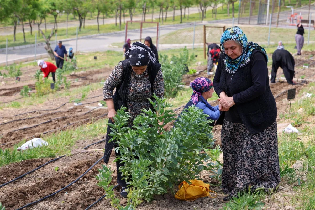 İzmir'de mahalle bostanları: Mutfak masrafları ciddi düştü
