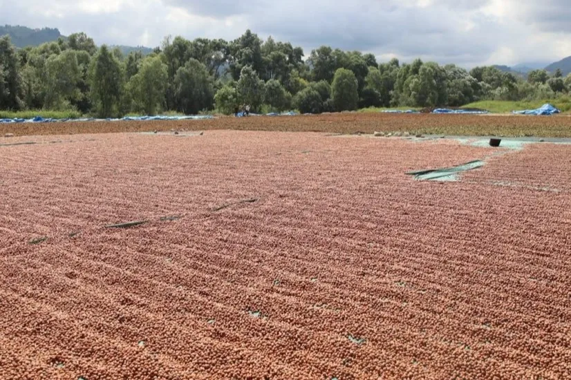 Ordu'da fındığa bilimsel yaklaşım: Verim artıyor