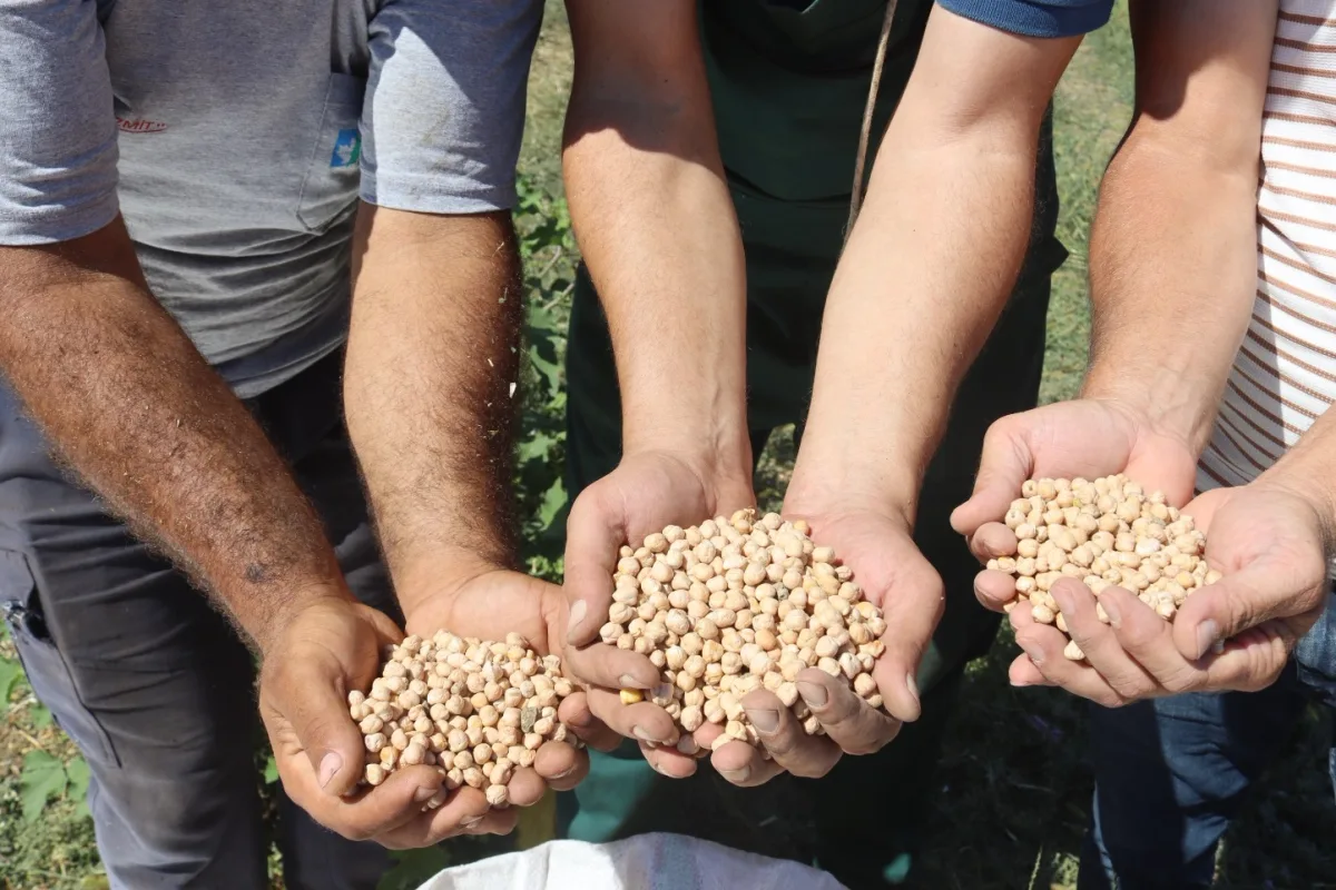 İzmit Belediyesi'nden 800 kg nohut hasadı: Aşevine gidecek