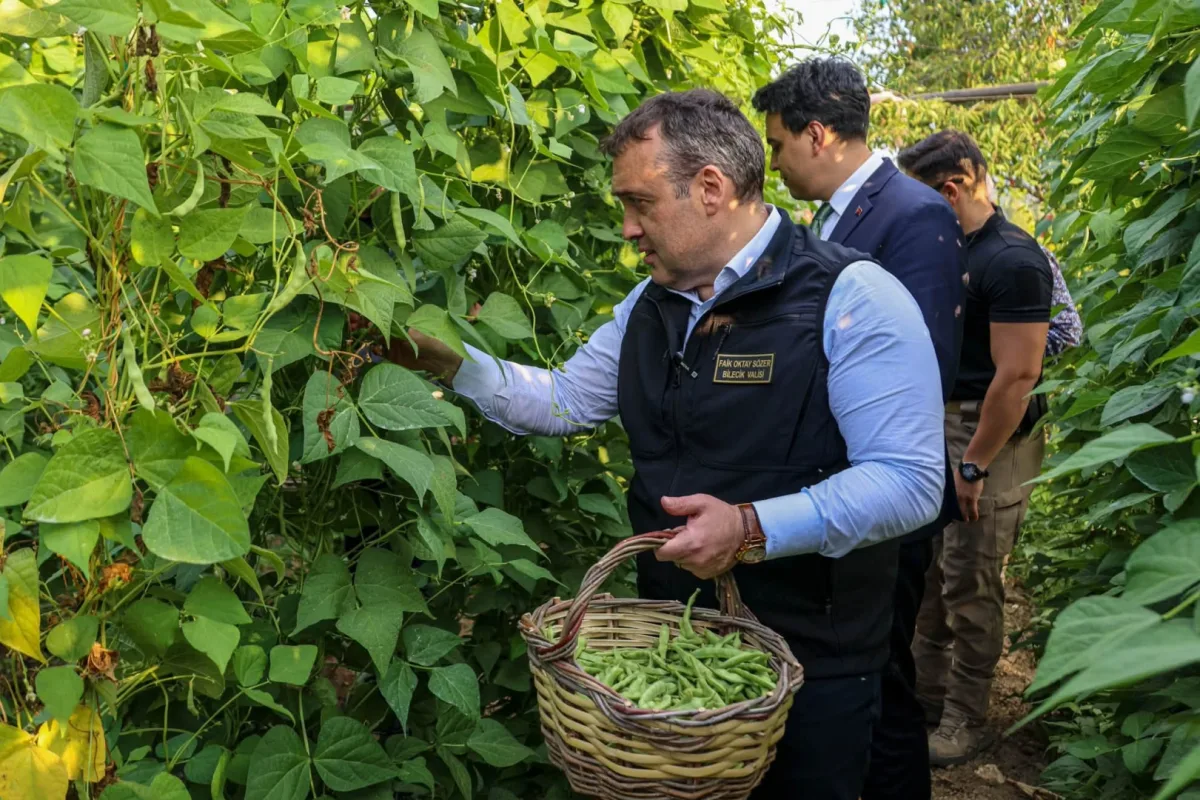 Pazaryeri Boncuğu'nda hasat sezonu resmen açıldı