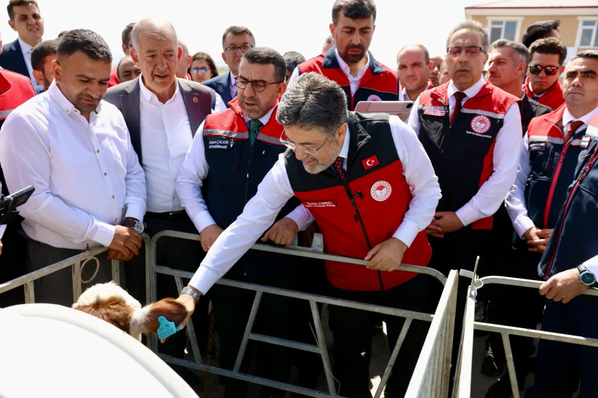 Büyükbaş hayvanlara dijital kimlik: GEKİS başladı