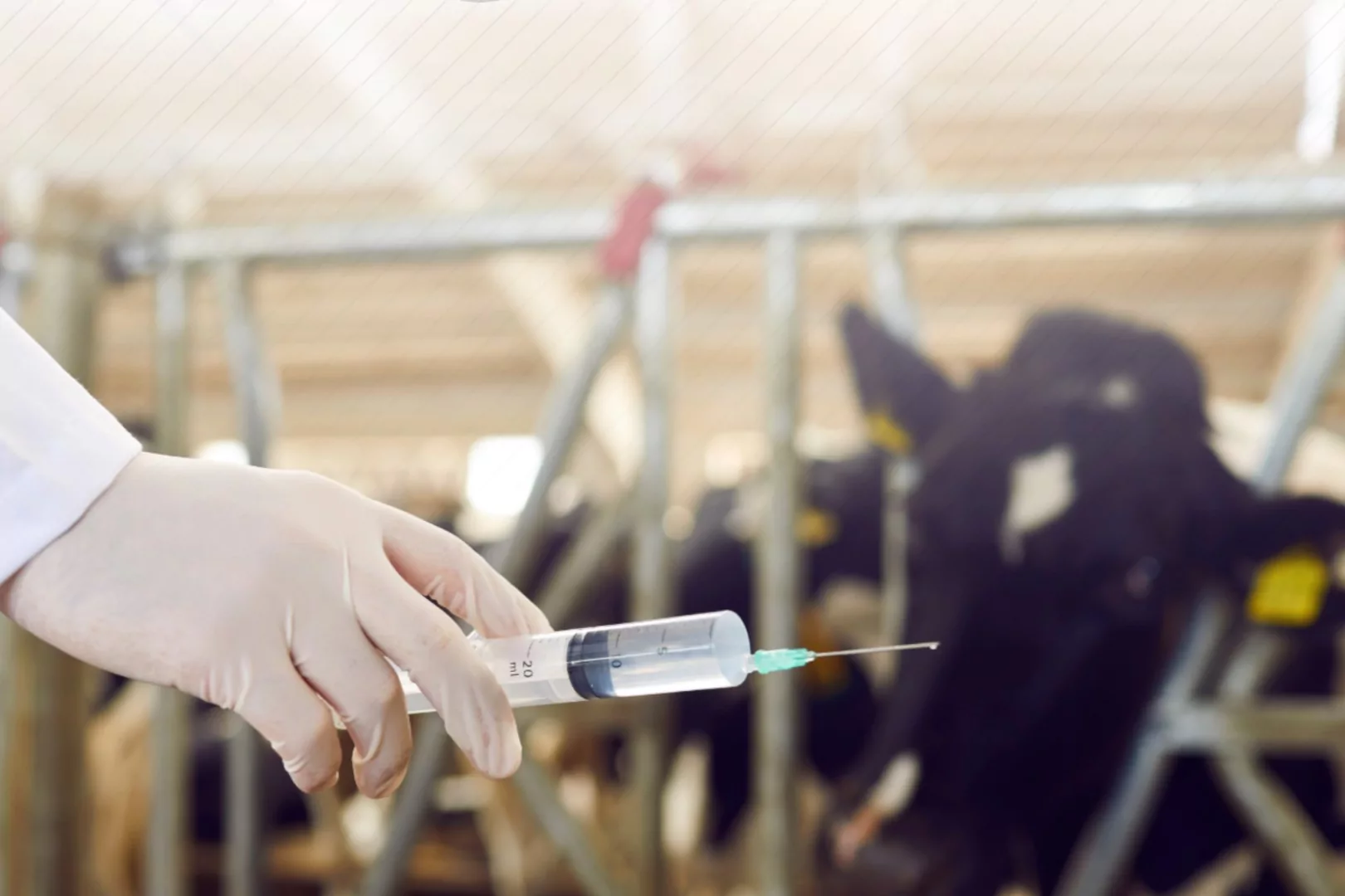 Çiftçilere 450 milyon liralık destek ödemesi