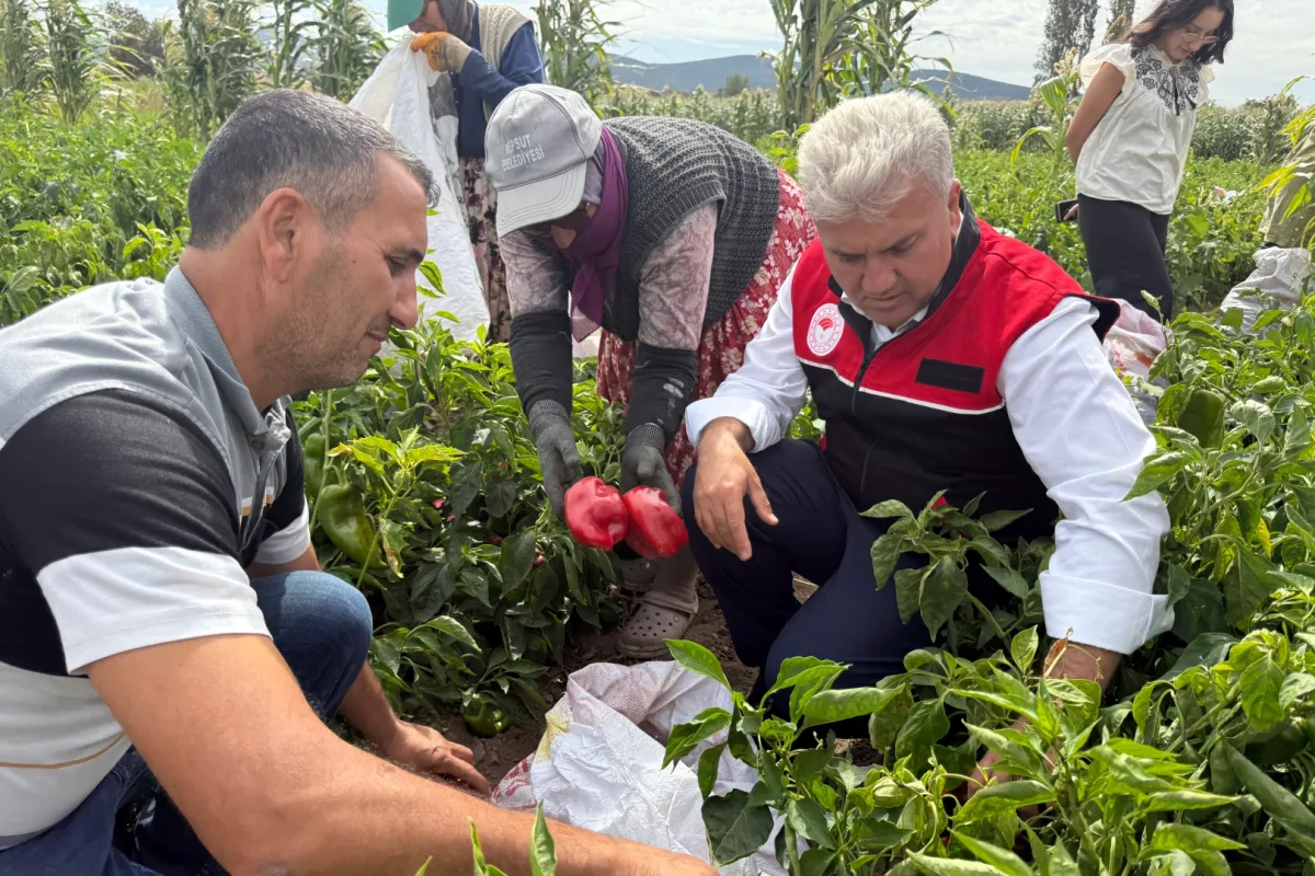 AK Parti Canbey, Kepsut'te kapya biber hasadına katıldı