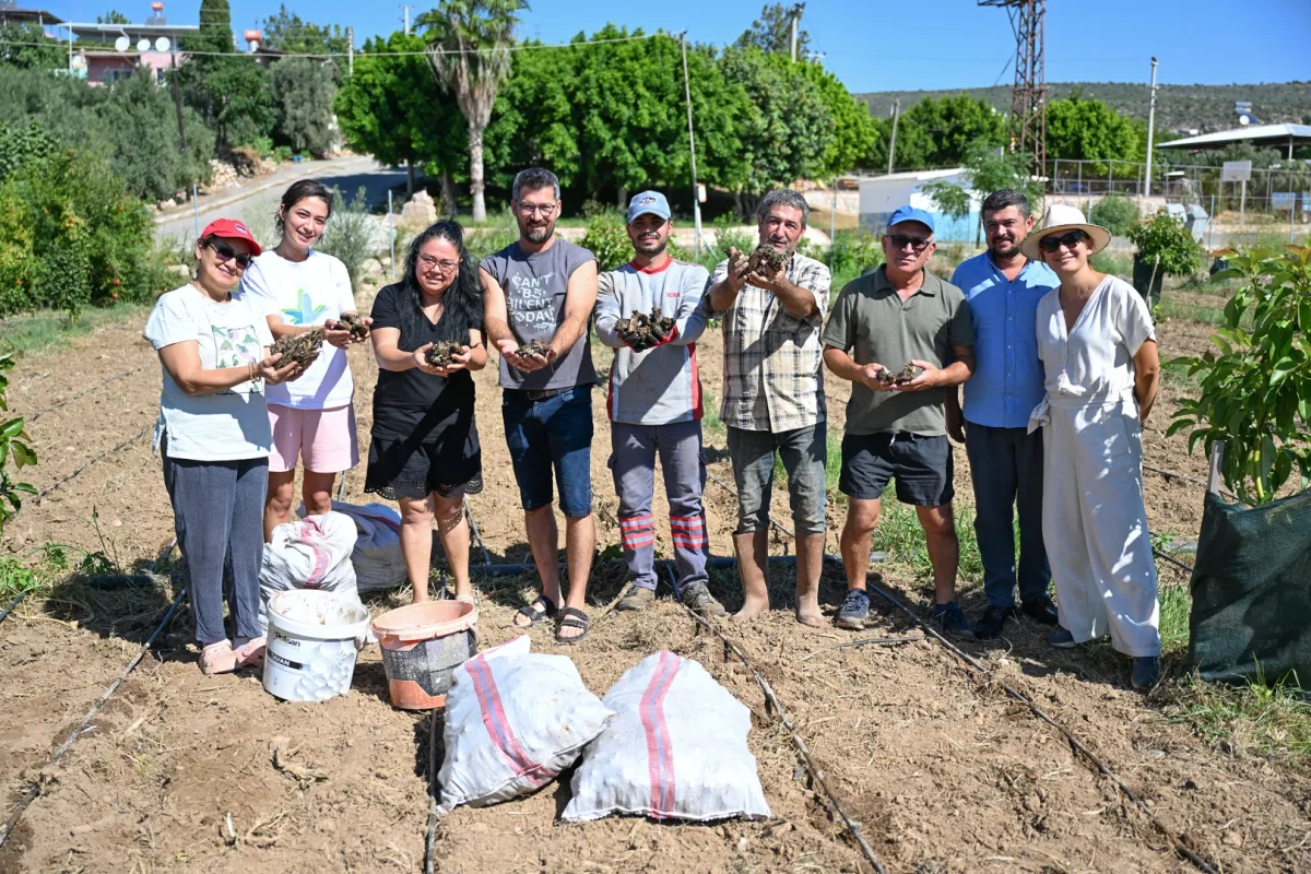 Mersin'de 10 üreticiye enginar yumrusu dağıtıldı
