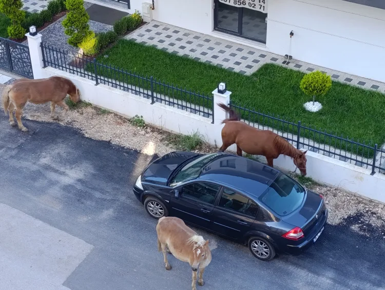 Mudanya'da başıboş atlar tehlike oluşturdu
