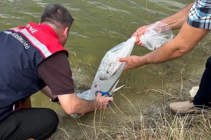 Aliçopehlivan Göleti'ne yavru balık bırakıldı
