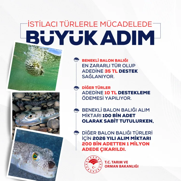 İstilacı türlerle mücadelede büyük adım... Balon balığında kota 1 milyona çıkarıldı!