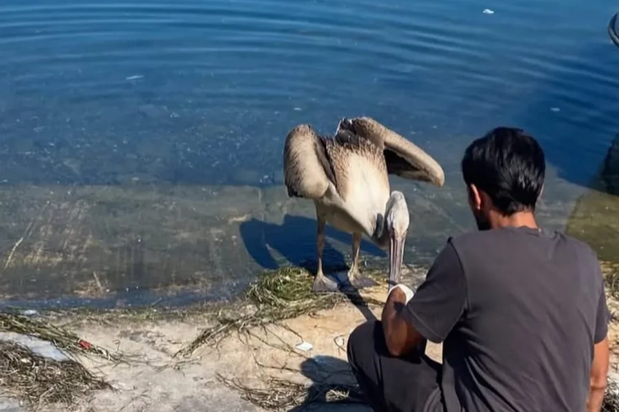Mudanya’da yorgun pelikan veteriner bakımına alındı