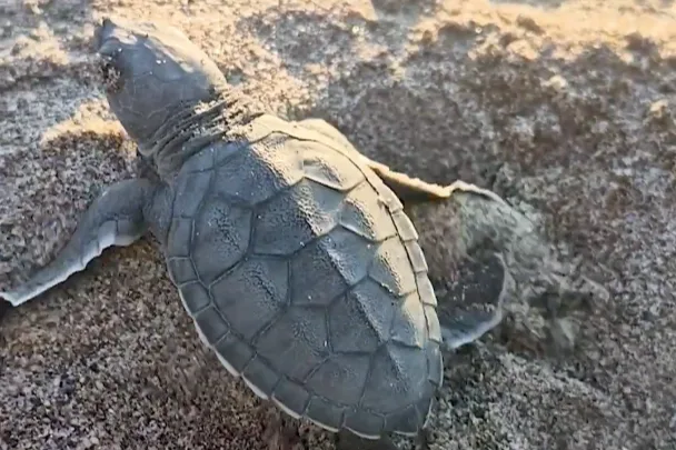 Akyatan’da binlerce yavru kaplumbağa denize ulaştı